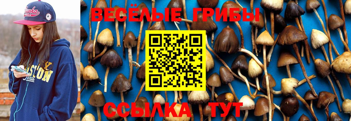 Псилоцибиновые грибы Psilocybine cubensis Куйбышев